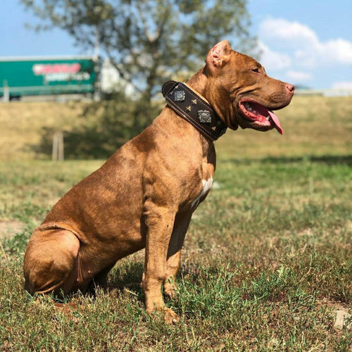 "Aztec" brown dog collar-1