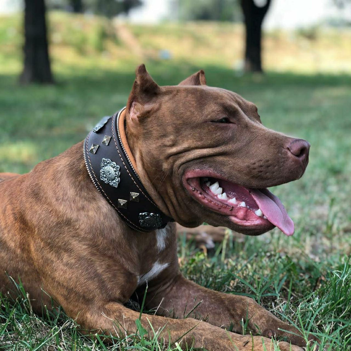 "Aztec" brown dog collar-2