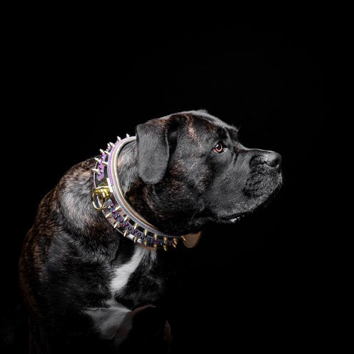 The Candy Dog Collar-3